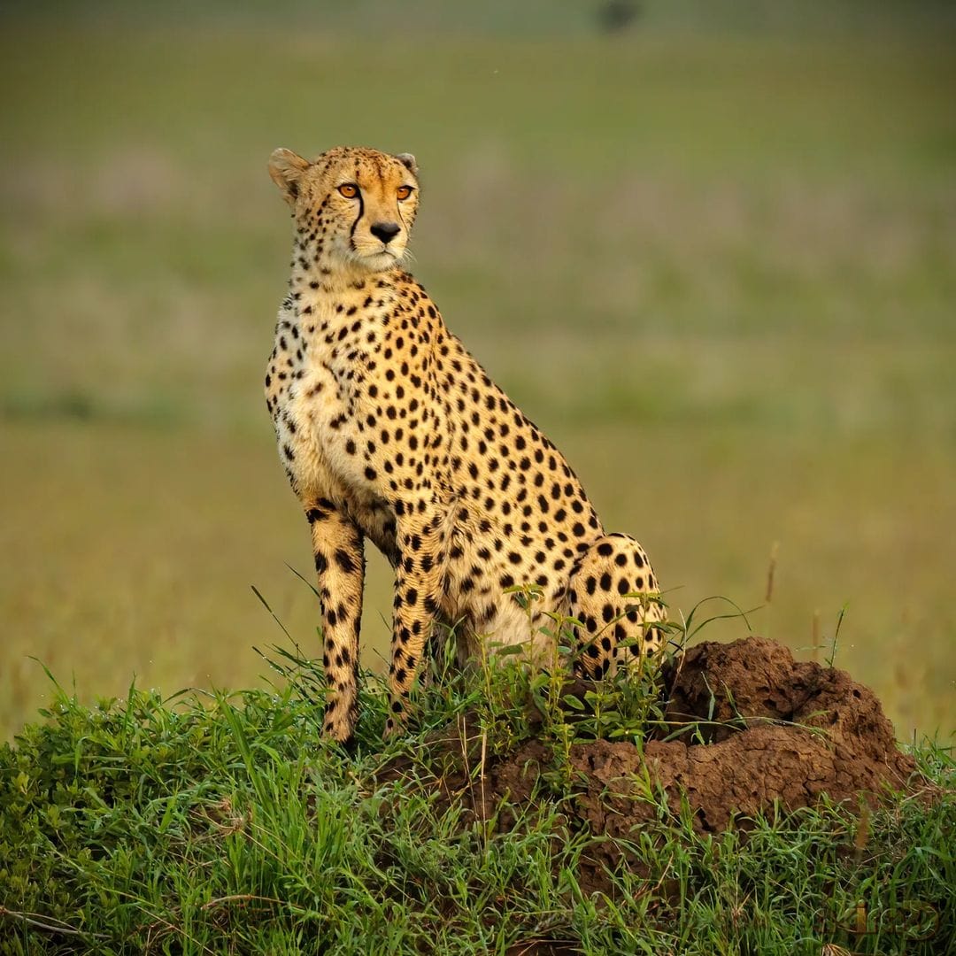 Tanzania 6 Days - 5 Nights Luxury Safari